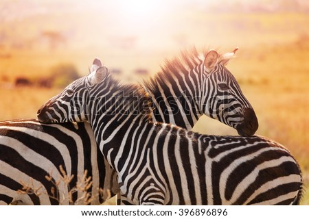 Close-up portrait of mother zebra with its foal