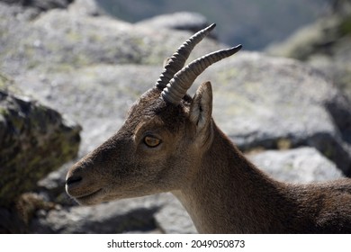 Close-up portrait of mountain goat profile against rocky background