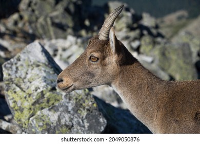 Close-up portrait of mountain goat profile against rocky background