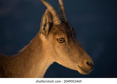 Close-up portrait of mountain goat profile against background