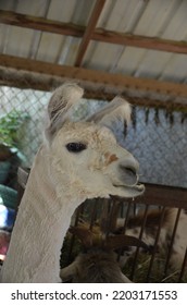 Close-up Portrait Of Mr. Llama With Funny Ears That Have Tufts Of Hair.  Don't Get Too Close Or He Might Spit, While He Poses For The Camera. 