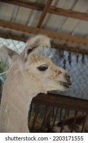 Close-up Portrait Of Mr. Llama With Funny Ears That Have Tufts Of Hair.  Don't Get Too Close Or He Might Spit, While He Poses For The Camera. 