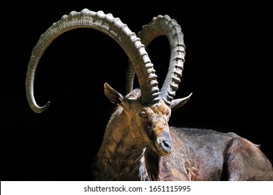 Close-up portrait of Nubian ibex (Capra ibex nubiana) native to Israel, Jordan, Saudi Arabia, Oman, Egypt and Sudan against black background