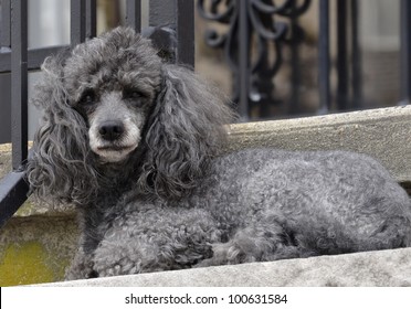mini grey poodle