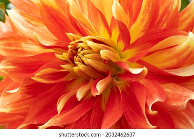 A Closeup Portrait Of A OMG (Oh My Gosh) Dahlia In A Field Near Canby Oregon