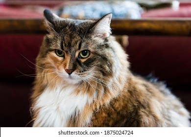 Closeup Portrait Of One Scared Guilty Look Calico Maine Coon Cat Sitting Looking Under Chair Or Table With Couch Sofa At Home Interior Room In Blurry Blurred Background