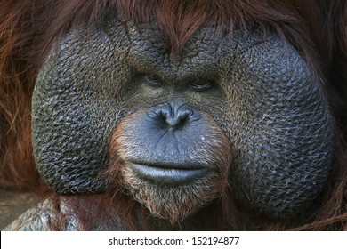 Alpha Male Images Stock Photos Vectors Shutterstock