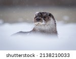 A close-up portrait of an otter in winter in the snow, whiskers and head strewn with snowflakes and water droplets.