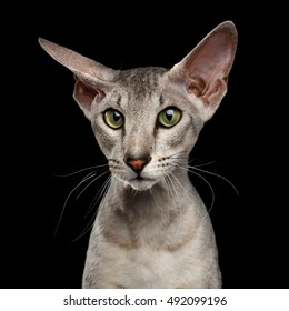 Peterbald Images Stock Photos Vectors Shutterstock