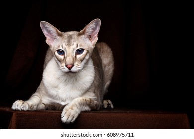 Peterbald Images Stock Photos Vectors Shutterstock