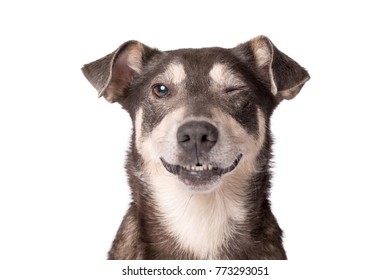 Closeup Portrait Photo Of An Adorable Mongrel Dog Isolated On White