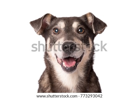 Closeup portrait photo of an adorable mongrel dog isolated on white