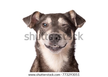 Closeup portrait photo of an adorable mongrel dog isolated on white