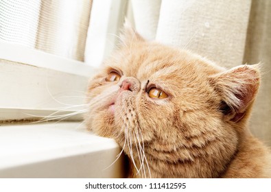 36,159 Cat sad eyes Images, Stock Photos & Vectors | Shutterstock