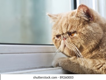 36,159 Cat sad eyes Images, Stock Photos & Vectors | Shutterstock