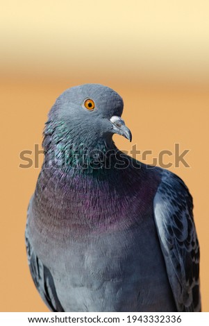 Similar – Image, Stock Photo city bird Animal Bird