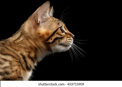 Closeup Portrait Huge Maine Coon Cat Stock Photo 440843128 | Shutterstock