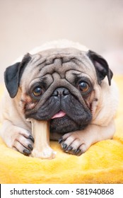 Closeup portrait a pug dog who chews his favorite treat bone. Image for pet lovers, printed materials and backgrounds.