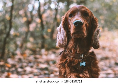 Closeup Portrait Of A Purebred Irish Red Setter Gundog Hunting Dog Breed Wearing A Brown Leather Collar With A Dog Tag Outdoors In The Forest In Fall Season