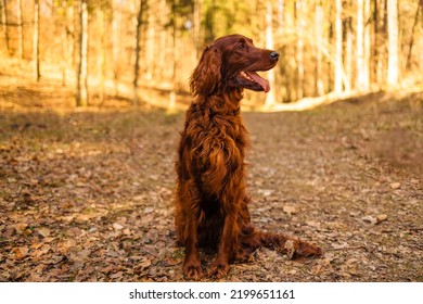 Closeup Portrait Of A Purebred Irish Red Setter Gundog Hunting Dog Breed Wearing A Brown Leather Collar With A Dog Tag Outdoors In The Forest In Fall Season. 