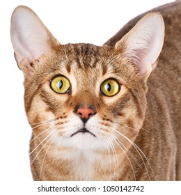 Close-up Portrait Of A Purebred Serengeti Cat.