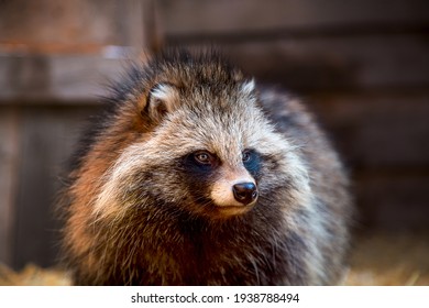 420 Handsome werewolf Stock Photos, Images & Photography | Shutterstock