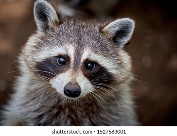 closeup portrait of a raccoon washing too cute              