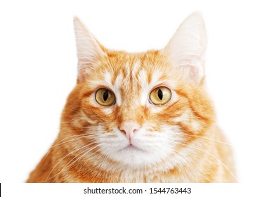 Closeup portrait of a red cat looking warily straight ahead. Isolated on white.