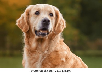 close-up portrait red dog golden retriever labrador in autumn against the background of red-yellow leaves