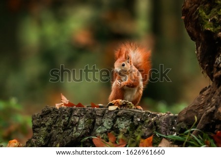 Similar – Image, Stock Photo nutcrackers Environment