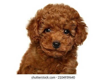 Close-up portrait of a red Toy Poodle puppy on white background