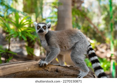 Close-up portrait of the ring-tailed lemur (Lemur catta) in a jungle looking around. Alone without family. Fuerteventura, Spain. - Shutterstock ID 2270150871