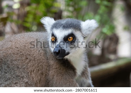A close-up portrait of a ring-tailed lemur featuring distinctive orange eyes and white tufted ears, looking back over its shoulder against a soft green background.