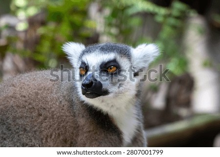 A close-up portrait of a ring-tailed lemur featuring distinctive orange eyes and white tufted ears, looking back over its shoulder against a soft green background.