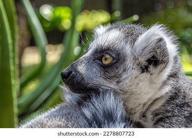 Close-up portrait of a ring-tailed lemur in profile. The ring-tailed lemur (L. catta) is a large strepsirrhine primate with long, black and white ringed tail. It's an endangered species of Madagascar. - Powered by Shutterstock