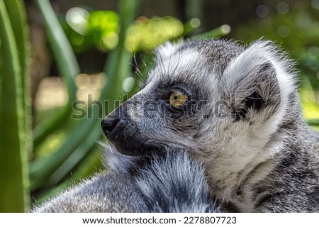 Close-up portrait of a ring-tailed lemur in profile. The ring-tailed lemur (L. catta) is a large strepsirrhine primate with long, black and white ringed tail. It's an endangered species of Madagascar.