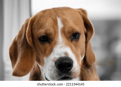 Close-up Portrait Of A Sad Hunting Dog With Large Dog Ears. Cute Kind Dog Is Waiting For His Owner At Home, Sad