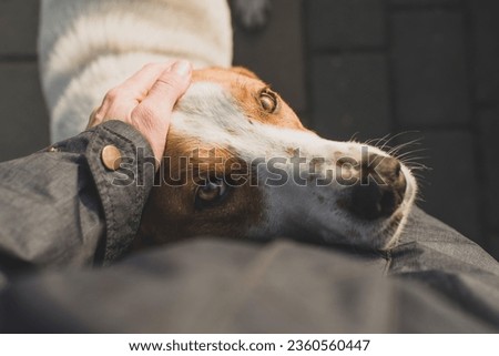 Close-up portrait of a sad lonely dog cuddling up to a person on the street, woman's hand petting a street dog, soft focus. Homeless animals on the street, animal protection