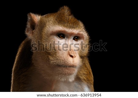 Similar – Image, Stock Photo Berber monkey Circus Zoo