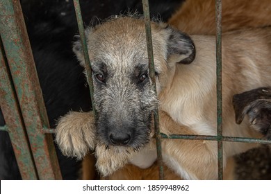 Closeup Portrait Sad Puppy Dog Puppy Locked In The Metal Cage. Concept Of Homeless Dog