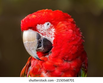 1,975 Papagallo Images, Stock Photos & Vectors | Shutterstock