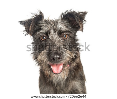 Closeup portrait of scruffy grey color terrier dog with happy expression