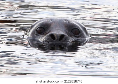 Closeup Portrait Of A Seal Head Swimming In Water