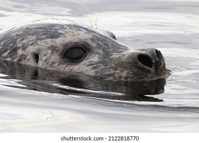 Closeup Portrait Of A Seal Head Swimming In Water