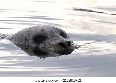 Closeup Portrait Of A Seal Head Swimming In Water