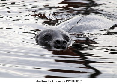 Closeup Portrait Of A Seal Head Swimming In Water