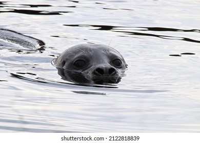 Closeup Portrait Of A Seal Head Swimming In Water