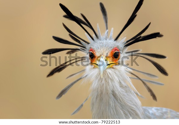 Close-up portrait of a secretary bird -\
Sagittarius\
serpentarius