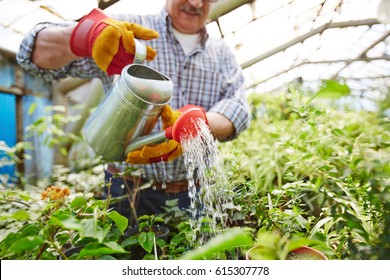 Closeup portrait of senior  man taking care of trees and shrubs in glasshouse, watering plants using metal can - Powered by Shutterstock