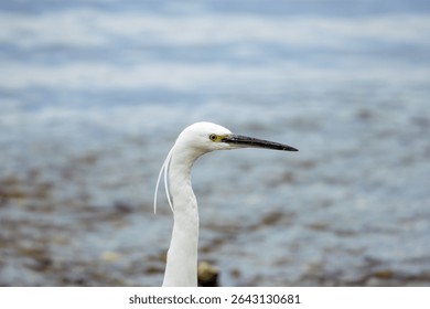 Close-up portrait of a serene white egret, showcasing its elegant features and sharp beak against a softly blurred natural water background.